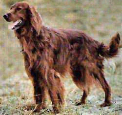 Setter irlandés